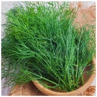 معرفی سبزی شوید خشک صادراتی با قیمت ویژه